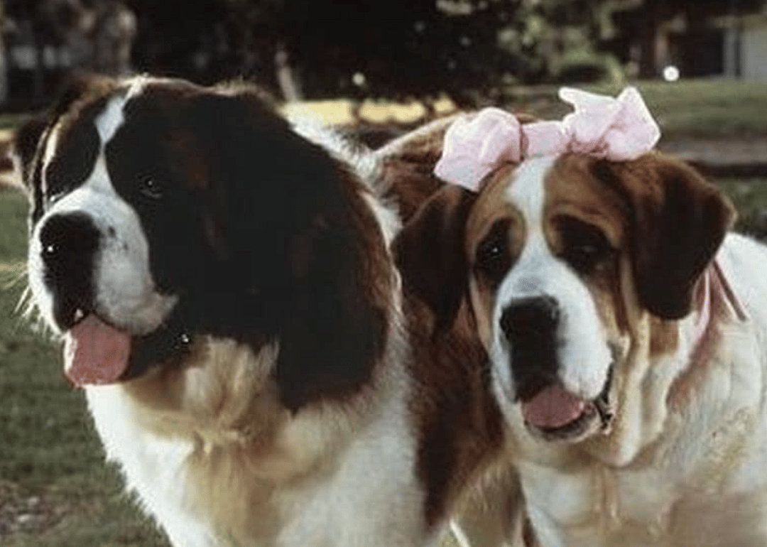 Two of the canine stars of ‘Beethoven’s 2nd.’