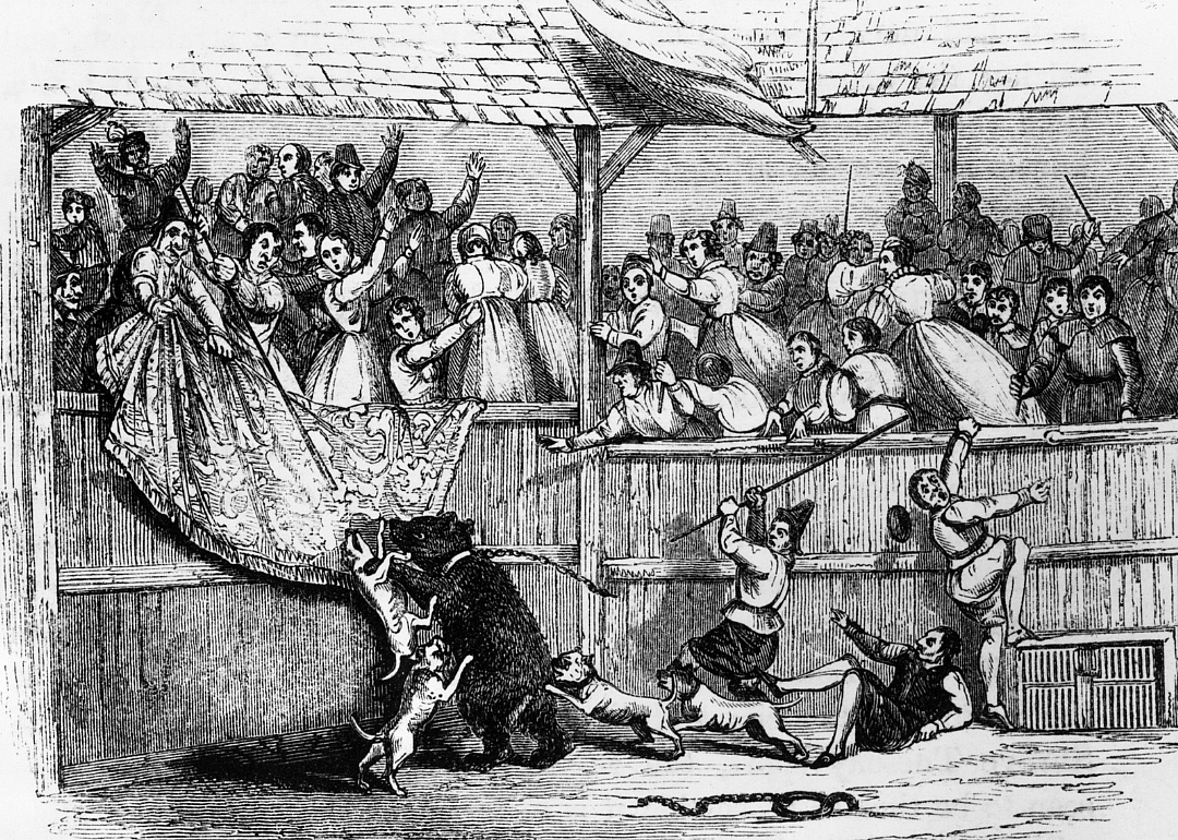 12th century: Baiting emerges as a European pastime