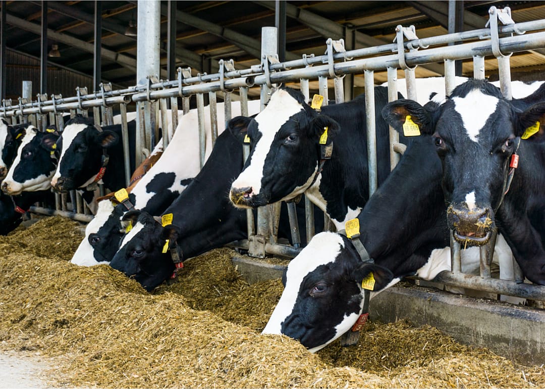 Dairy cows in the US produced 218 billion pounds of milk in 2018