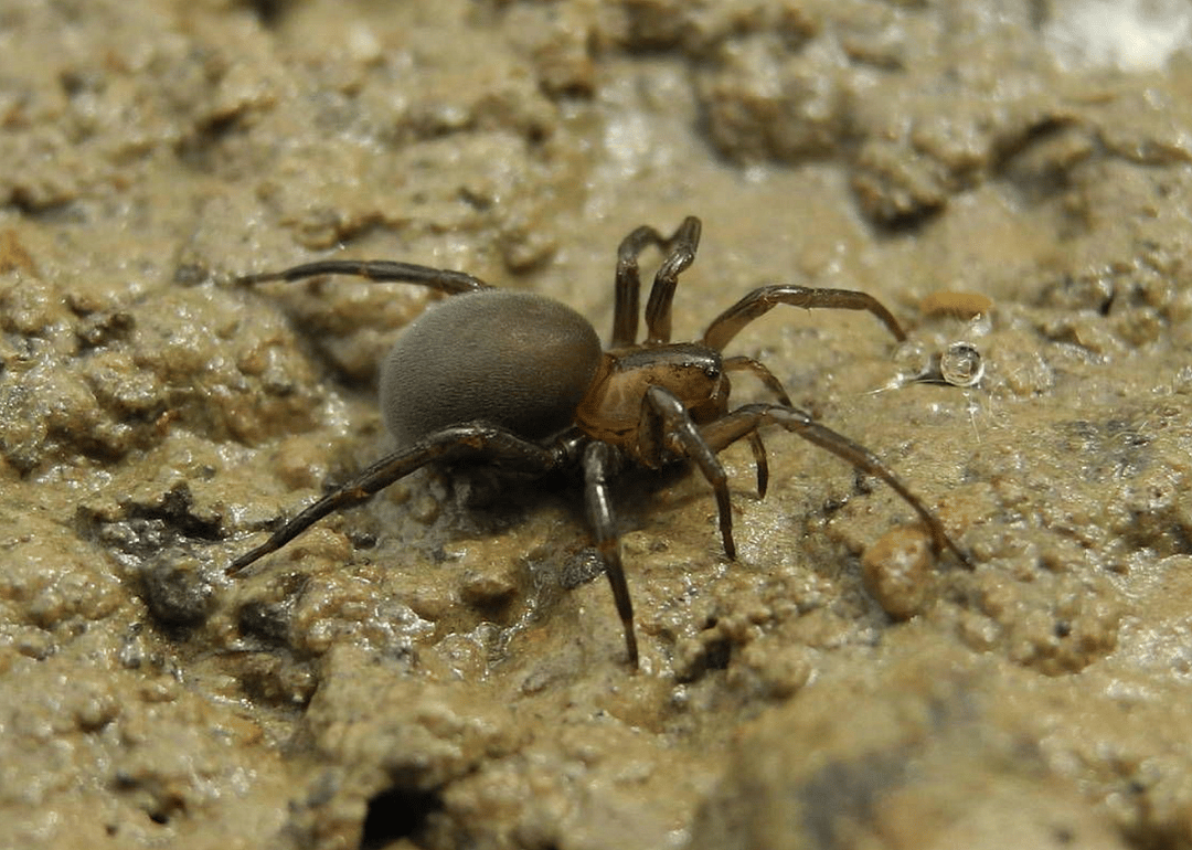 Diving bell spider