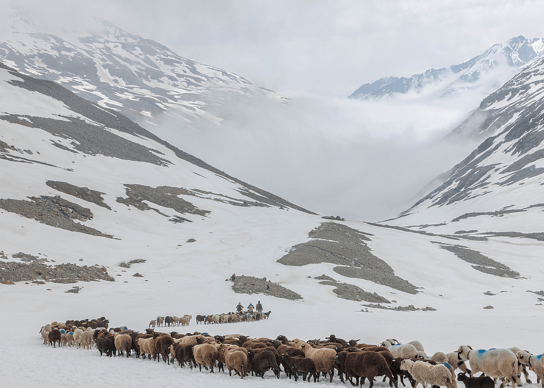 Sheep trekking in Austria