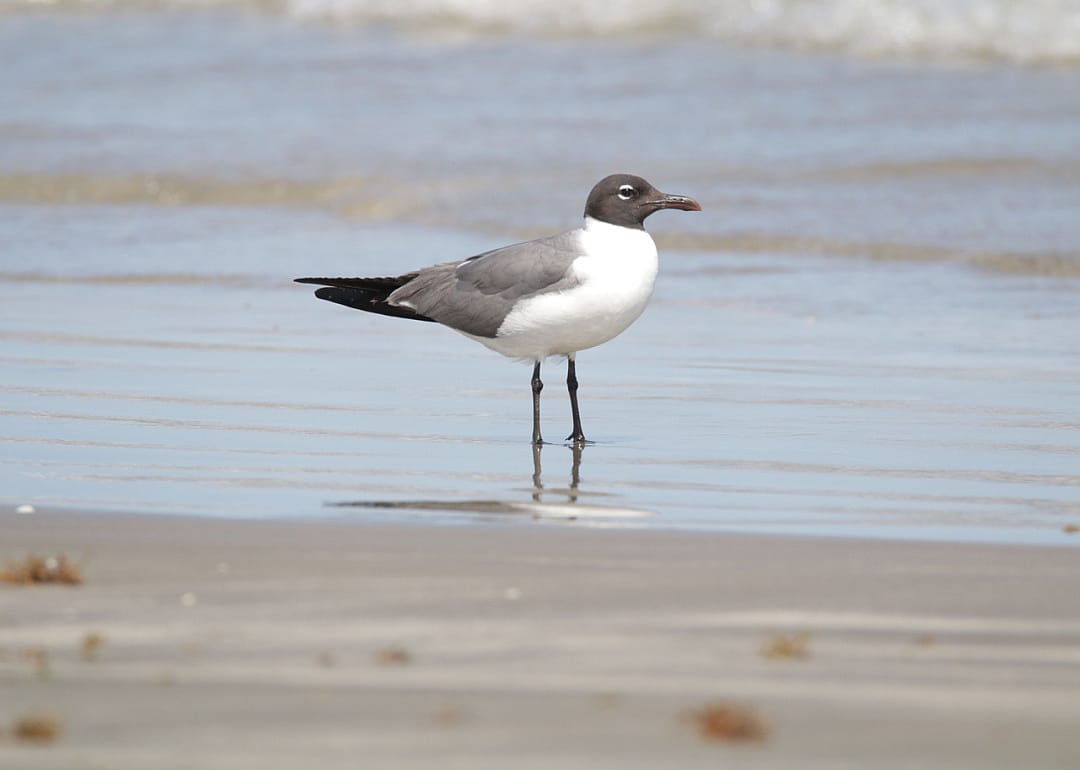#4. Jamaica Beach, Texas