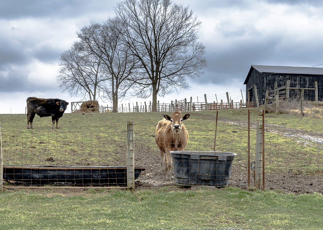 #49. McLean County