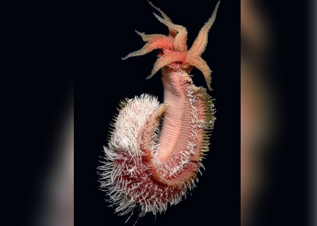 Pompeii worm