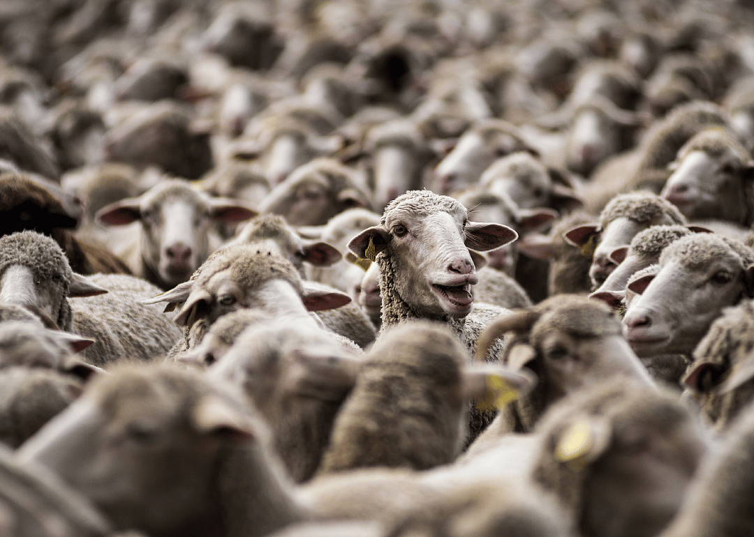Sheep in Madrid