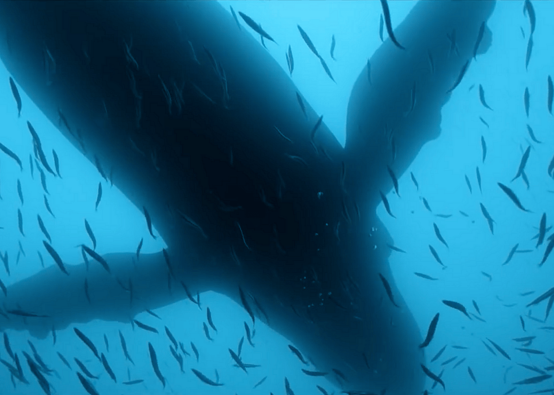 #33. Sea of Shadows (2019)