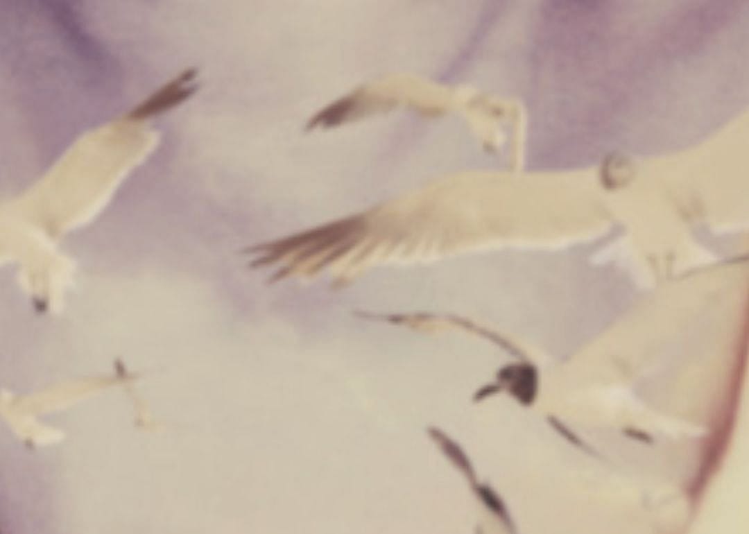 Seagulls flying against a pale purple background.