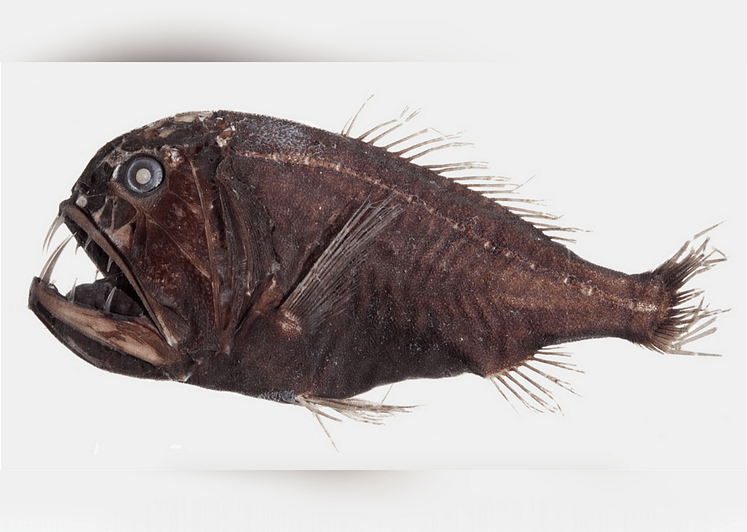 Common fangtooth