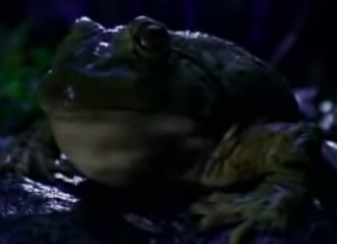 1995: Budweiser Frogs