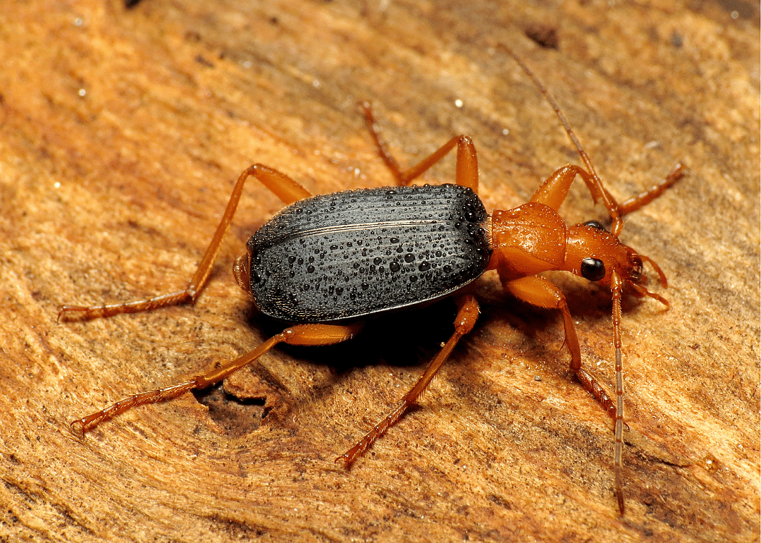 Chemical-firing insects