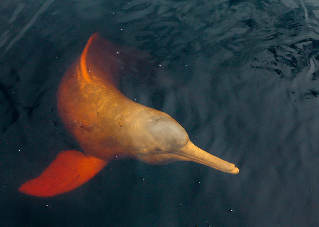 Amazon river dolphin