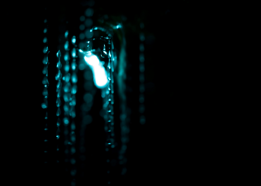 New Zealand glow worms