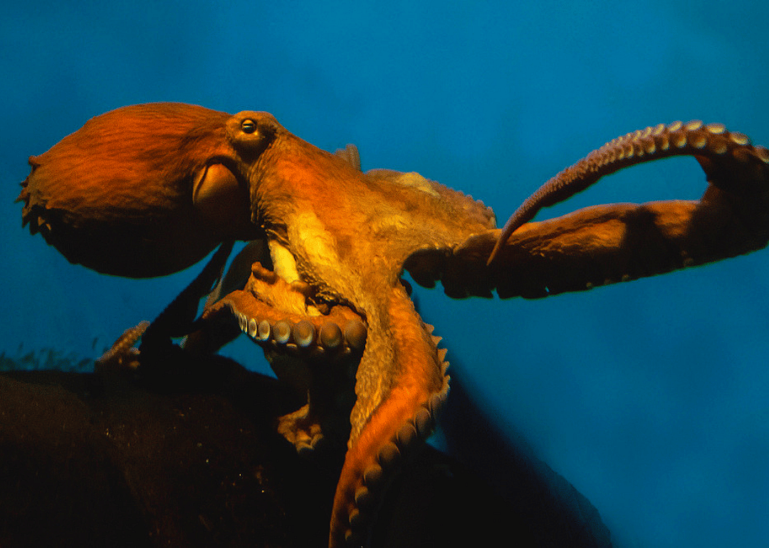 Giant Pacific octopus