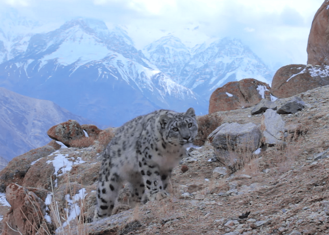 Snow leopards