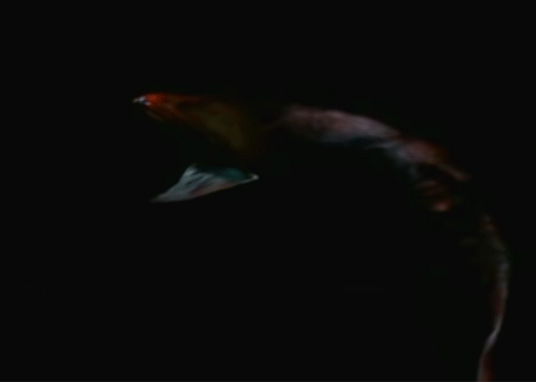 Gulper eels