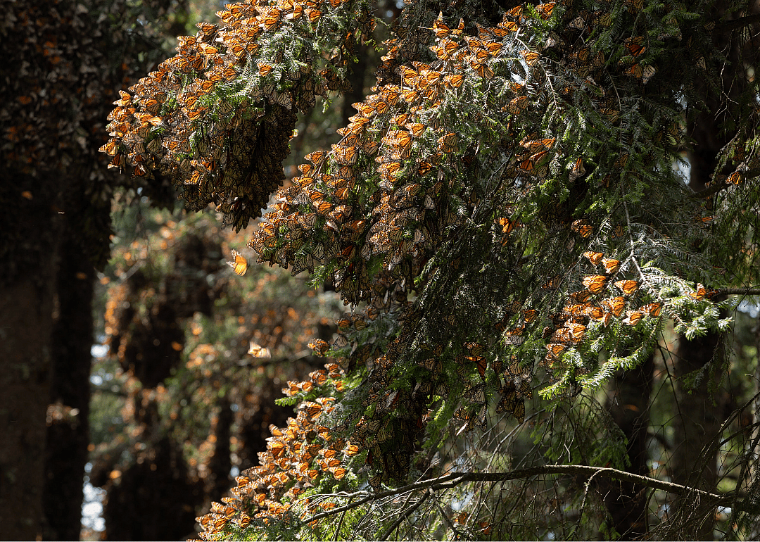 Monarch butterflies