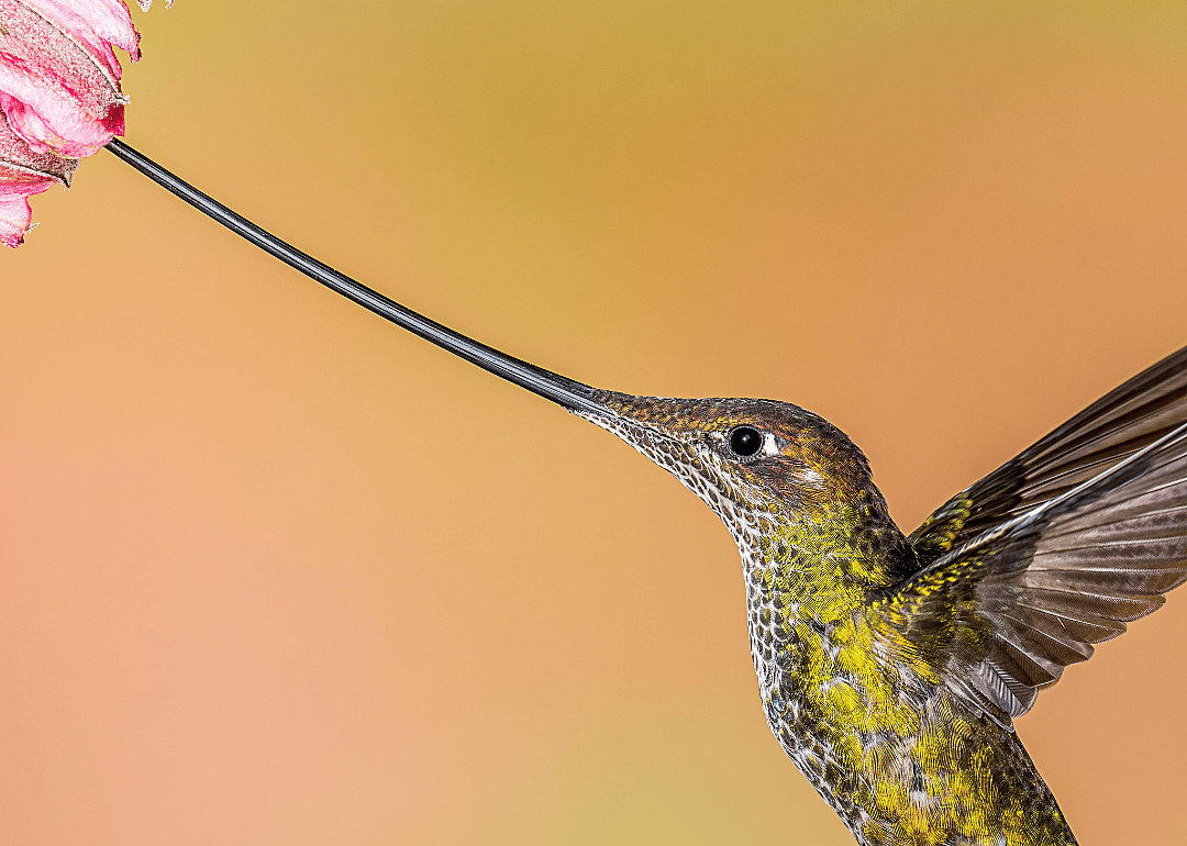 Sword-billed hummingbirds
