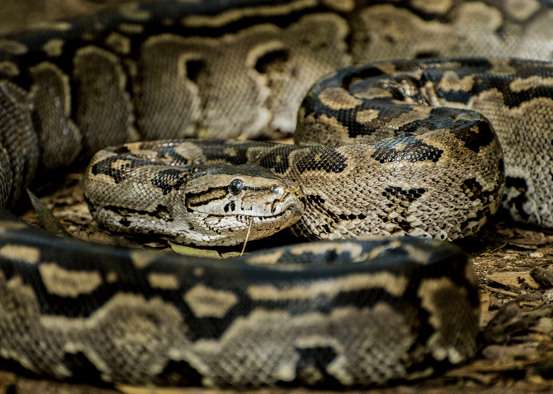 Rock pythons