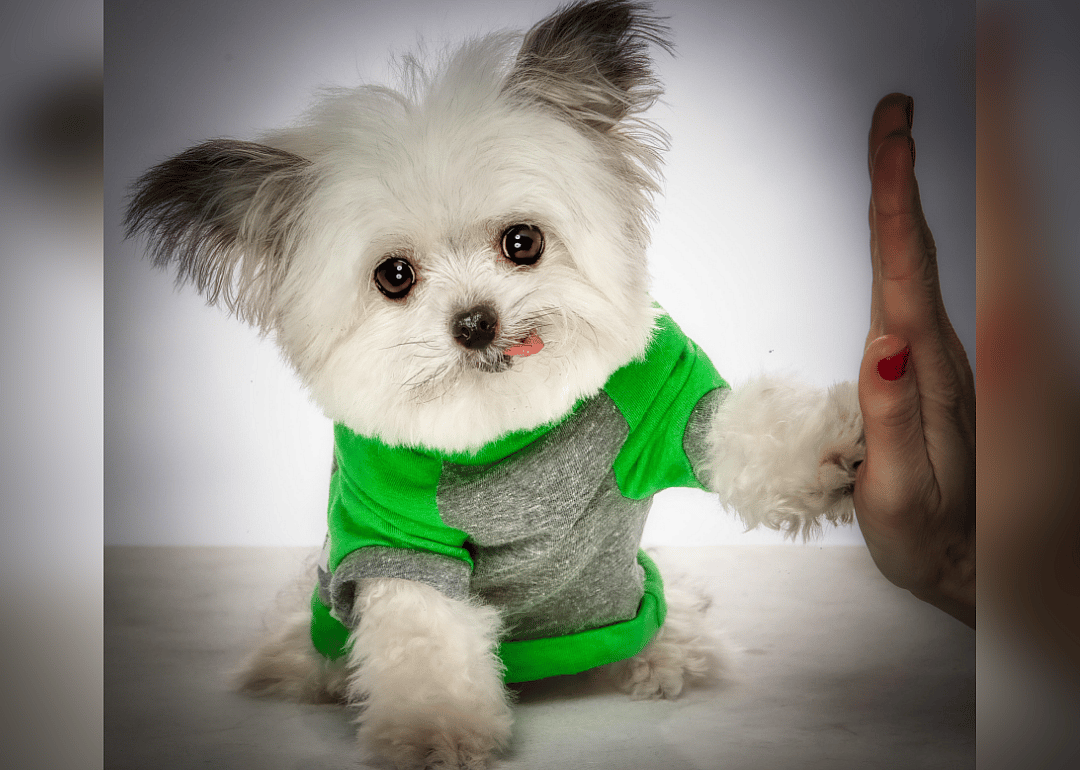 #16. @norbertthedog