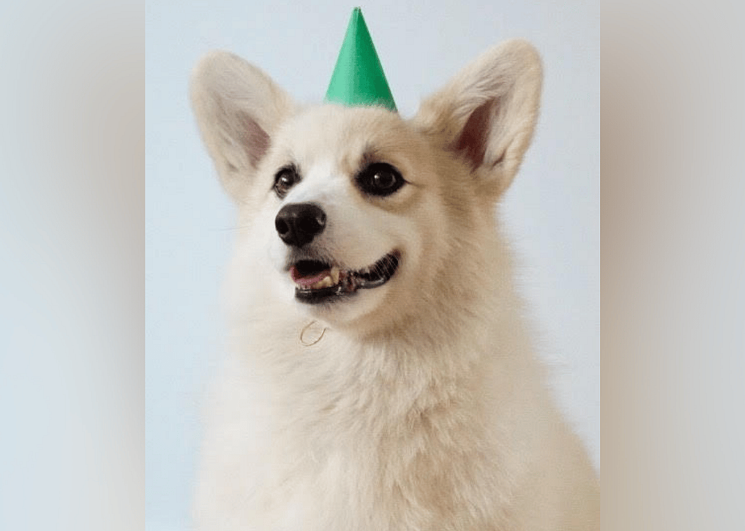 #33. @winstonthewhitecorgi