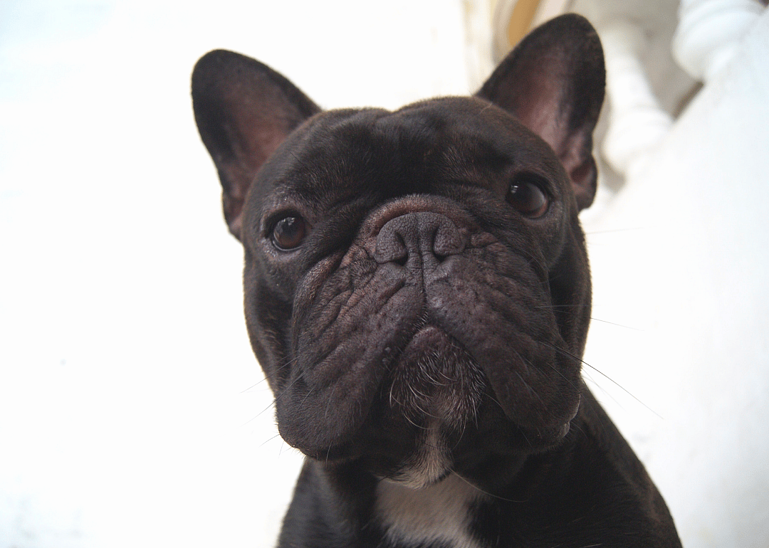 #35. @trotterpup