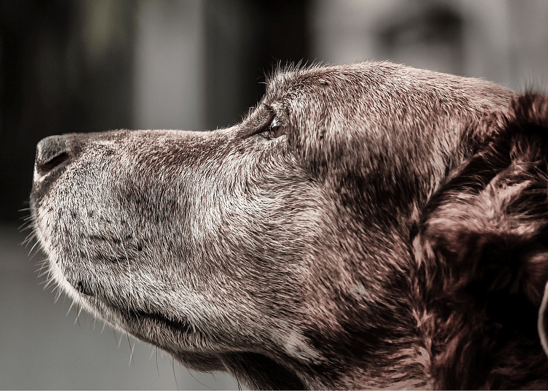 #25. @susiesseniordogs