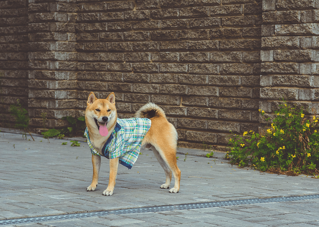 #22. @mensweardog