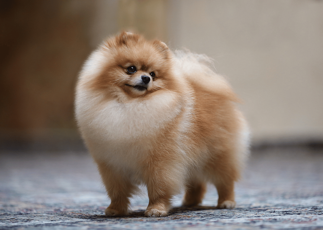 #19. @buddyboowaggytails