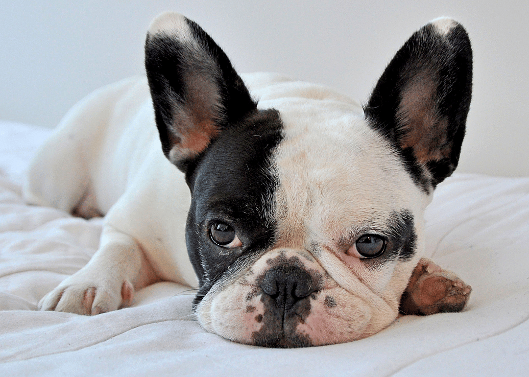 #14. @manny_the_frenchie
