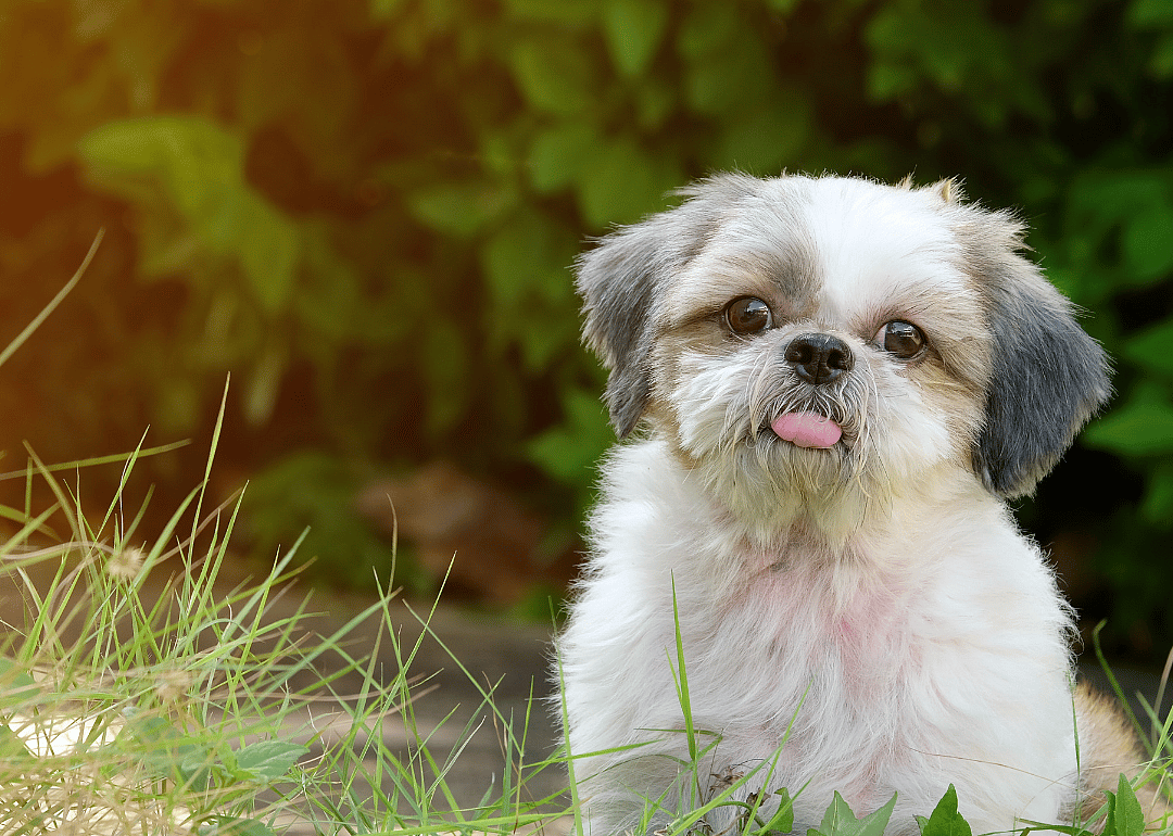 #9. @marniethedog
