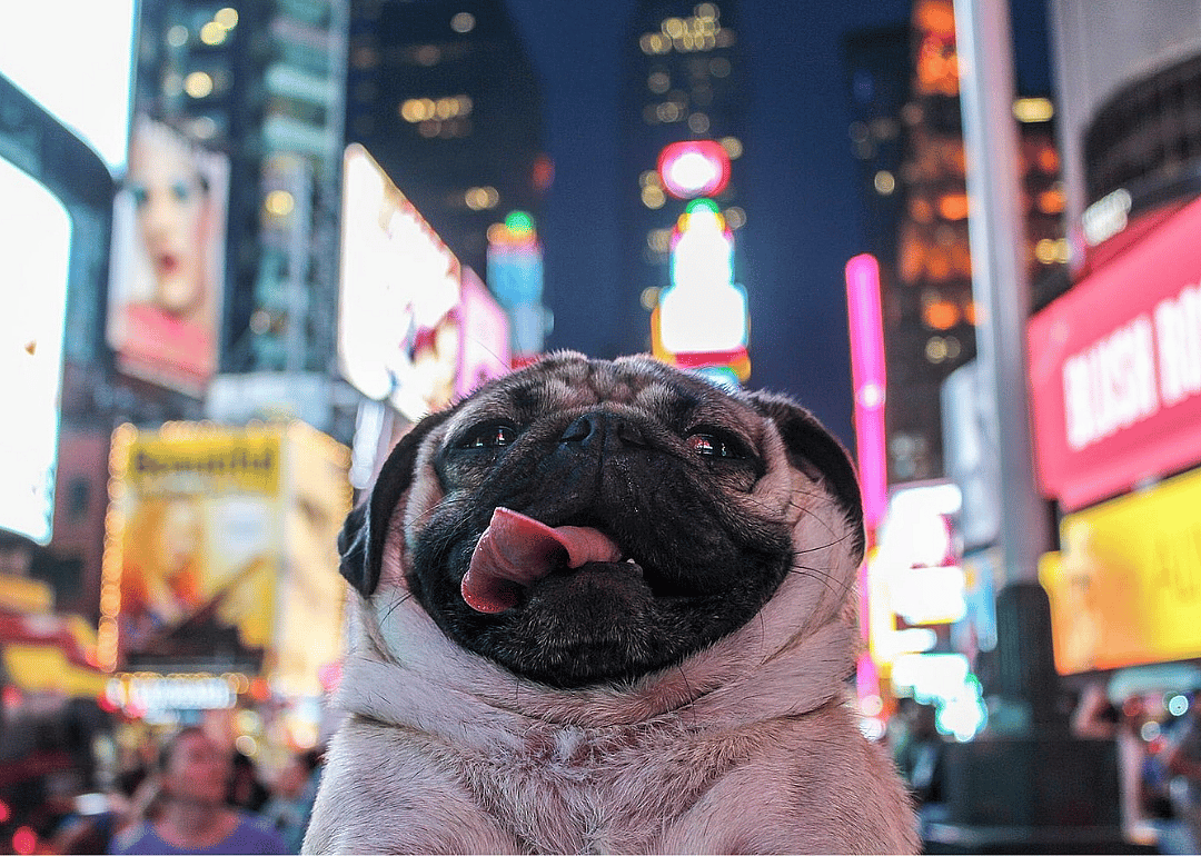 #2. @itsdougthepug