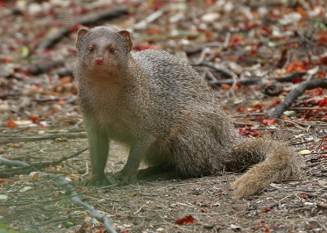 Eastern Puerto Rico: Tracking the small Asian mongoose
