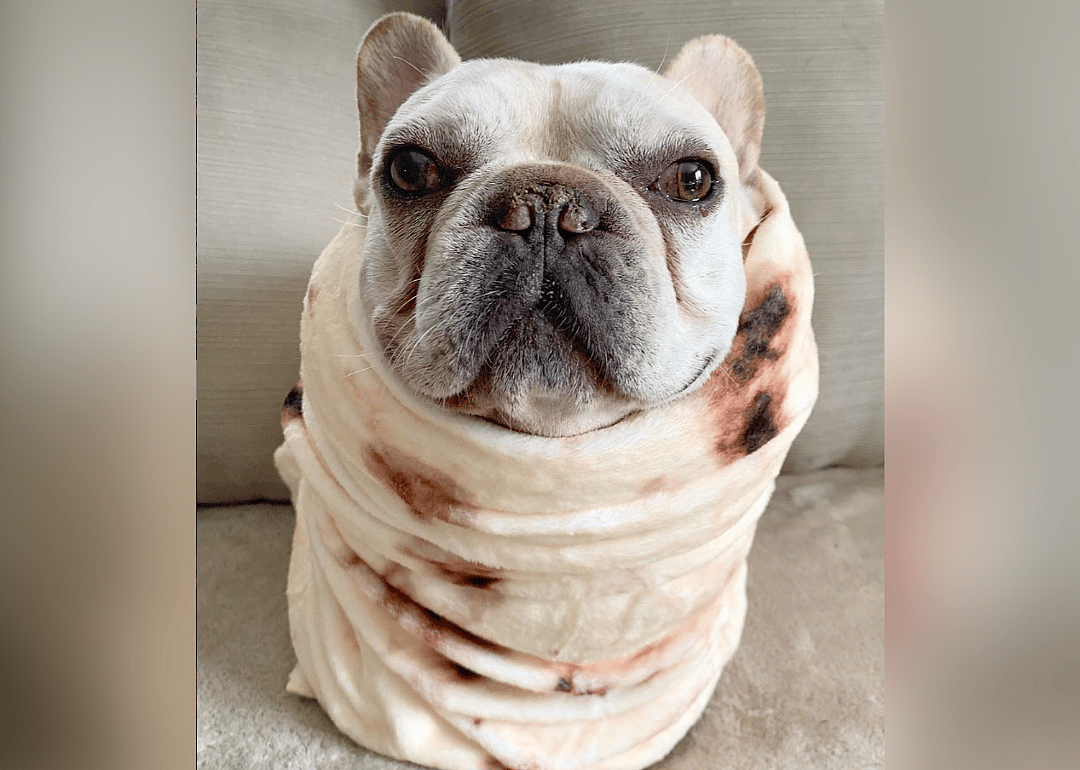 #28. @3bulldogges