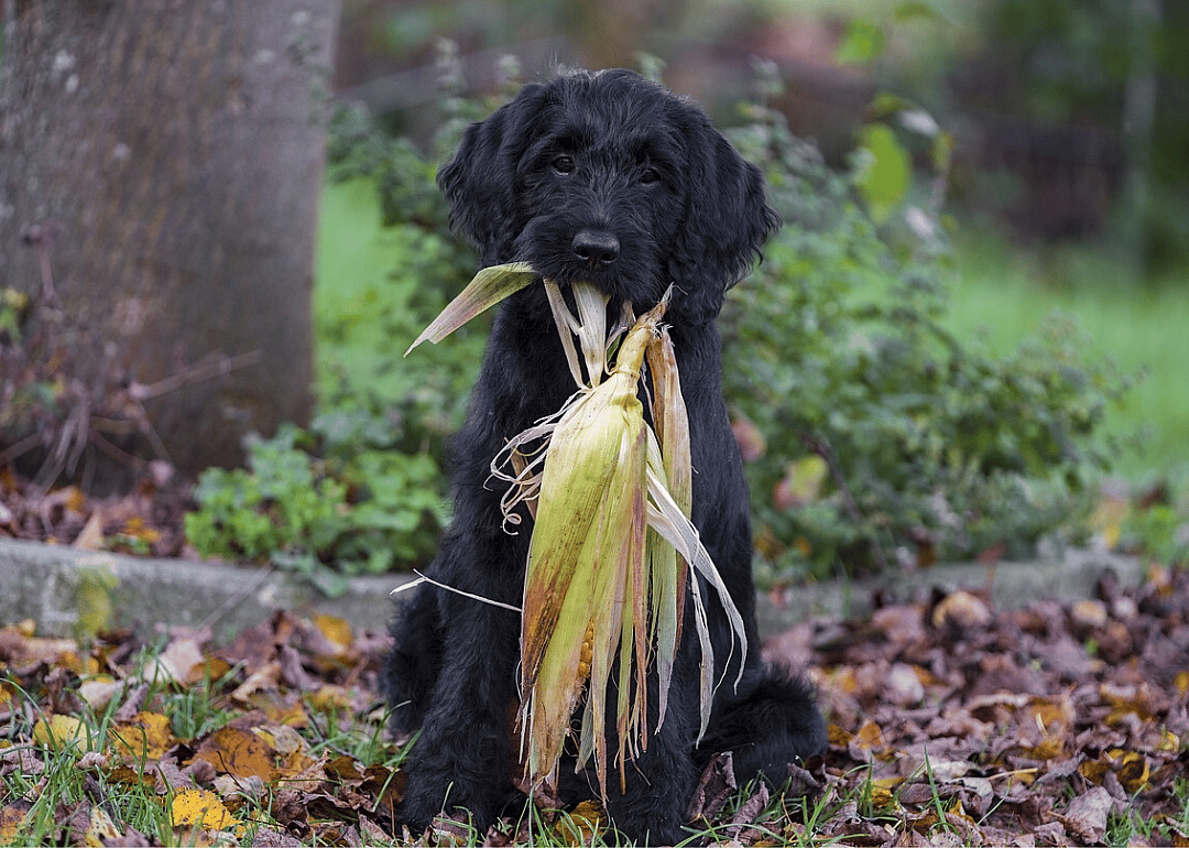 Yes: Corn