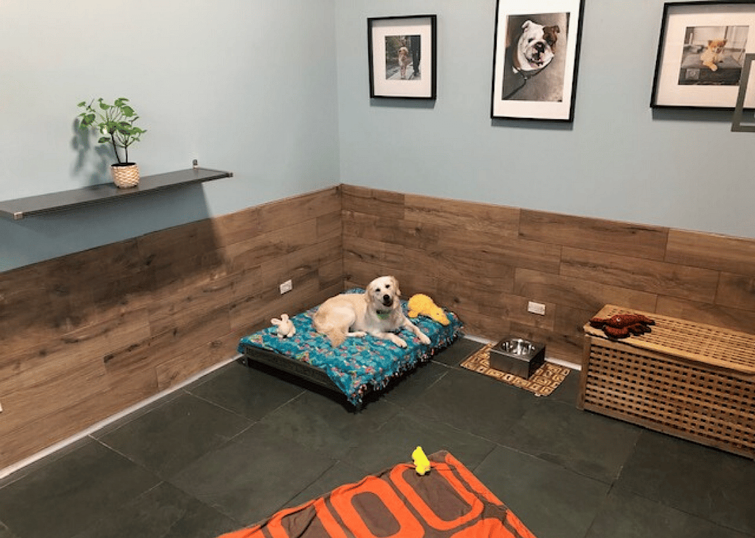 Stay Dog Hotel