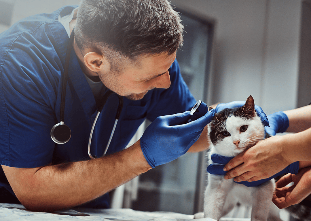 #29. Veterinarians