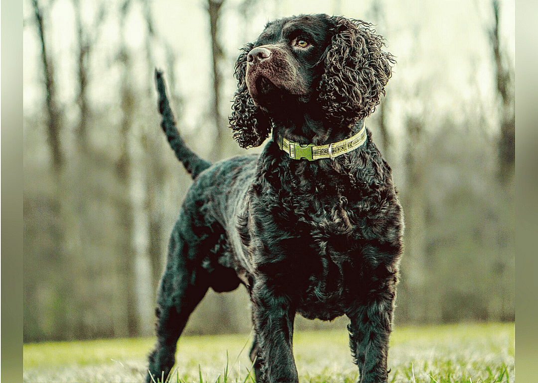 #29. American water spaniel