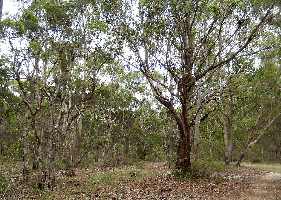 Cumberland plain woodland