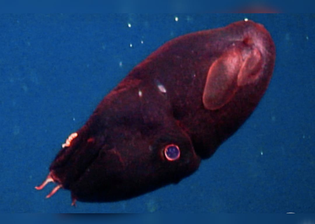 Vampire squid