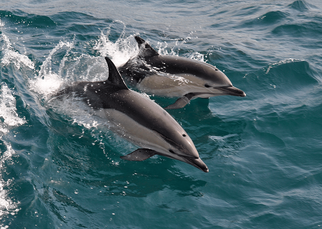 Dolphins