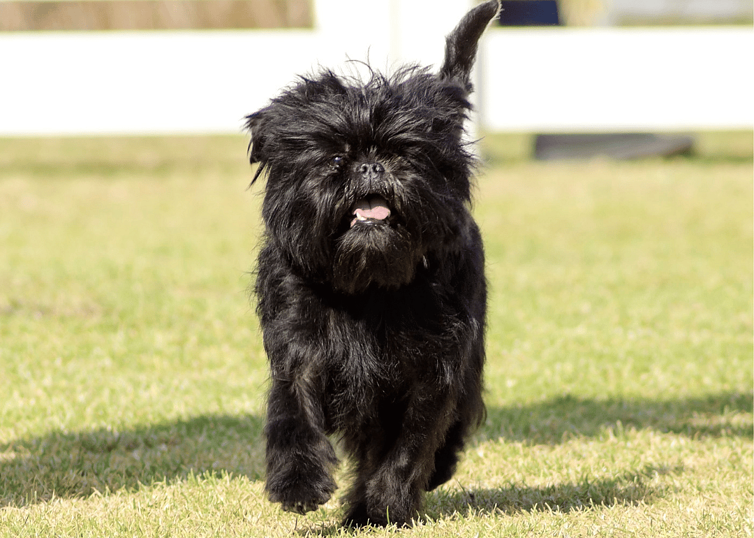 #20. Affenpinscher