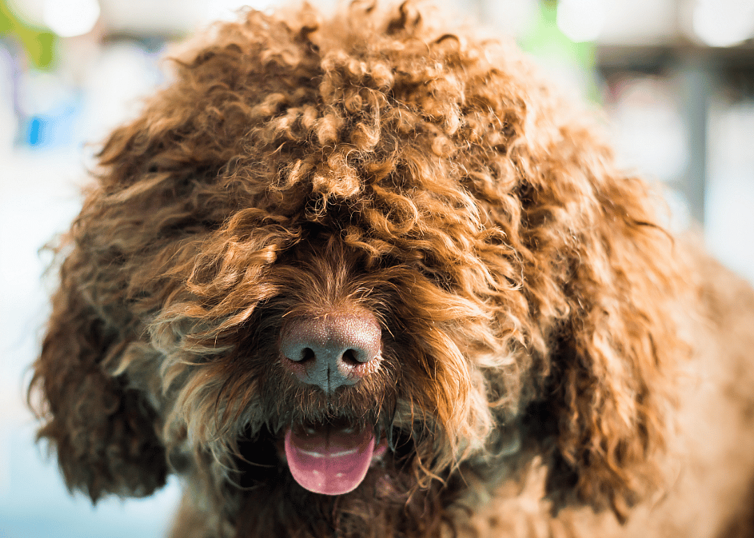 #18. Barbet