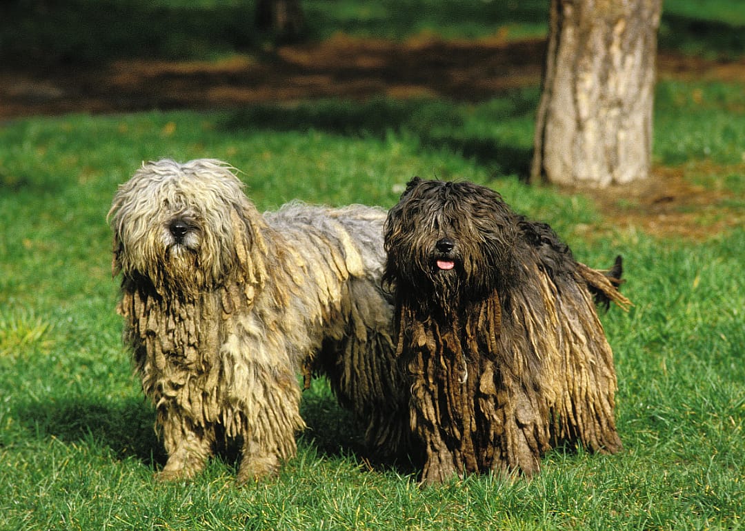 Bergamasco sheepdog