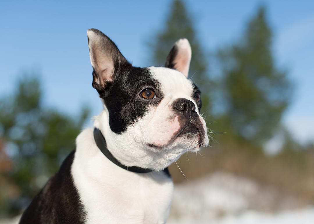Boston terrier