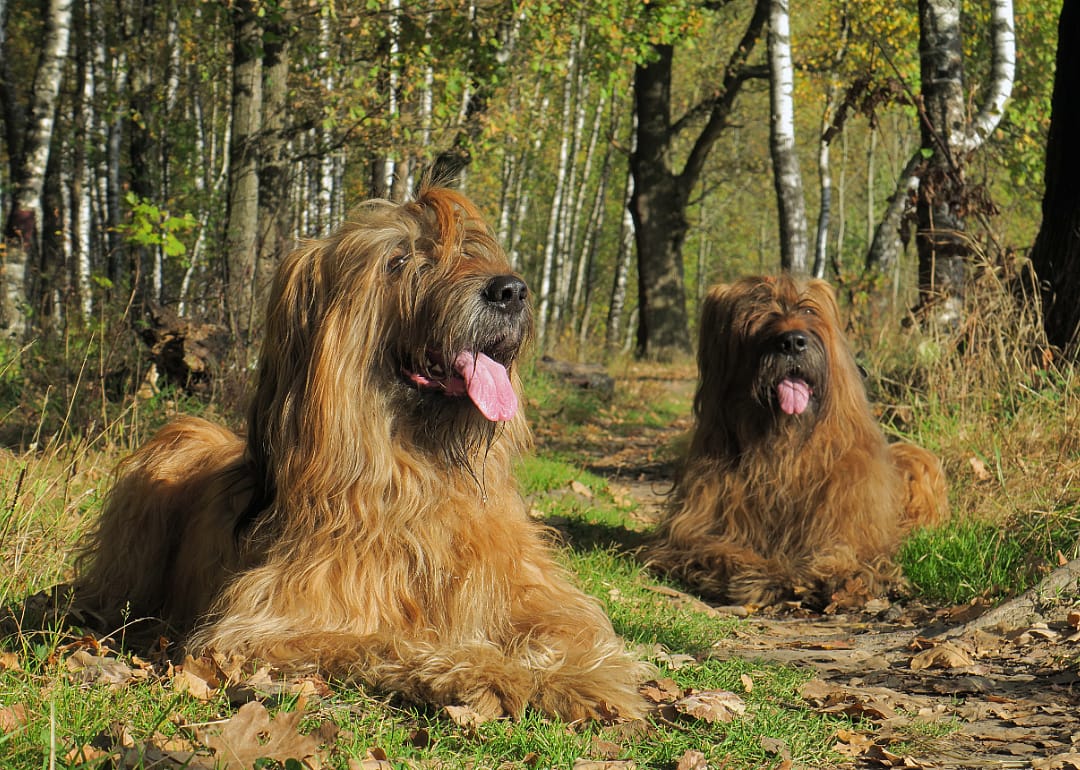 Briard