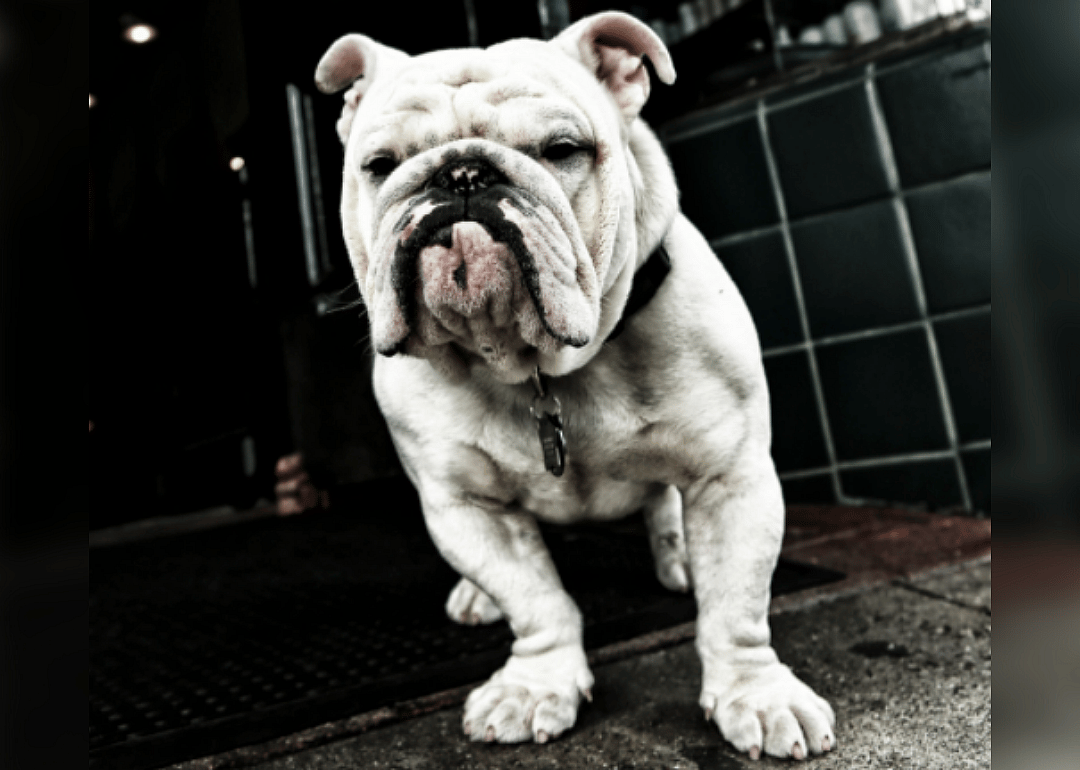 New breeds based on working characteristic