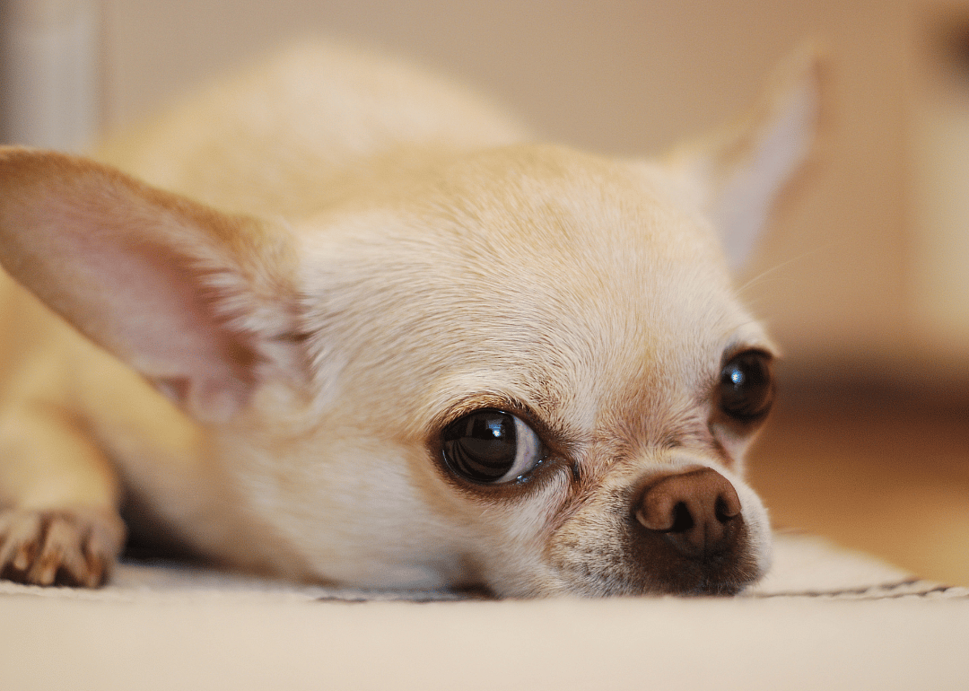 Miniature dogs