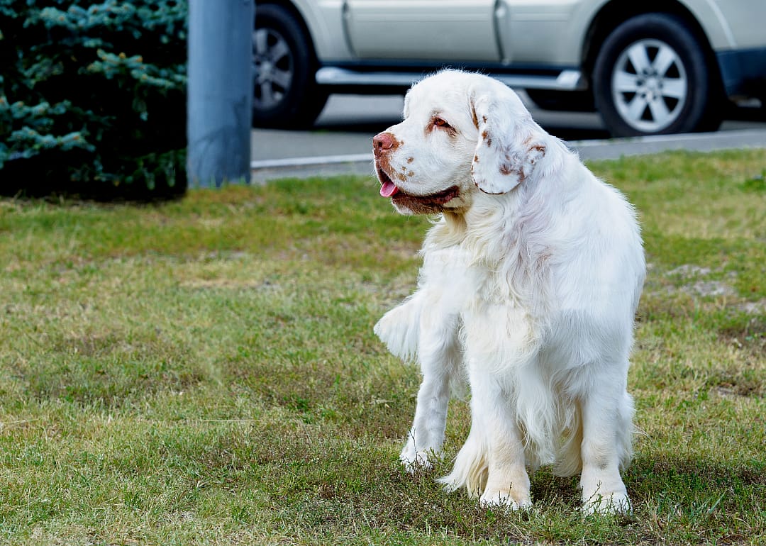 Clumber spaniel
