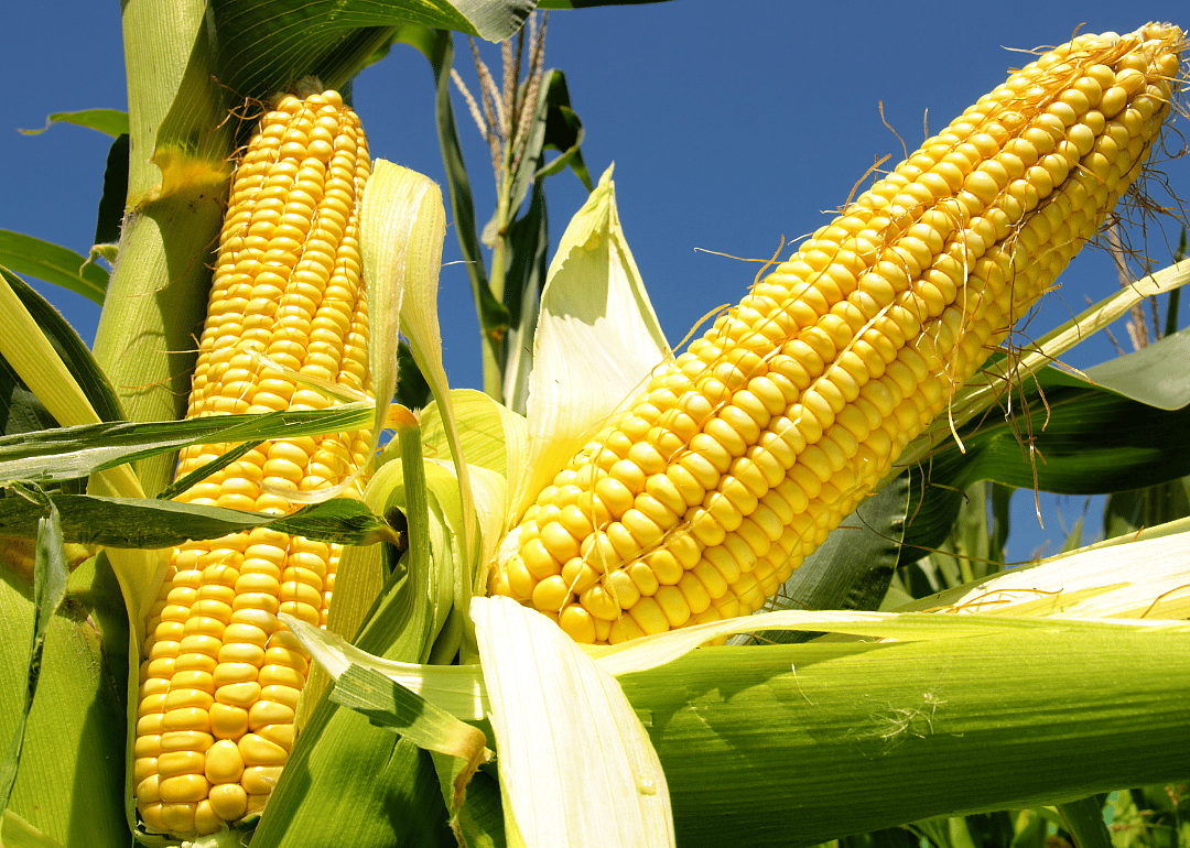 2009: Hybrid corn