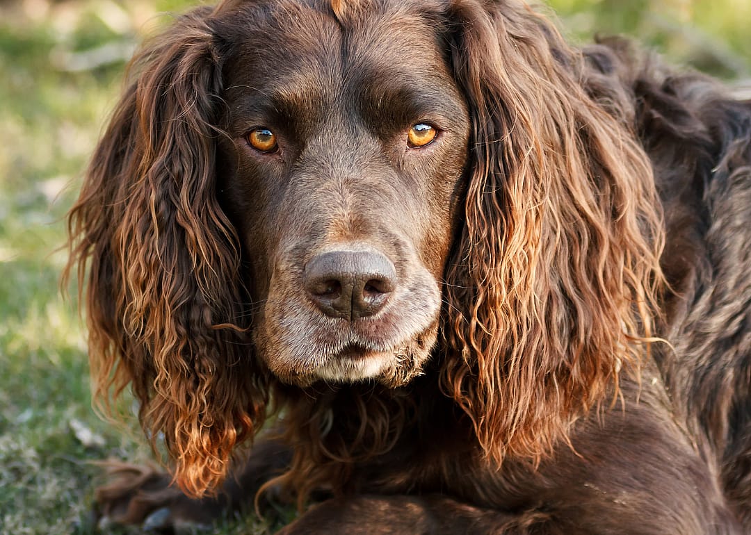 Deutscher Wachtelhund